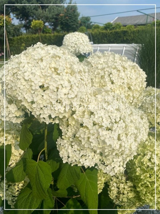 Hortensja krzewiasta " ANNABELLE"- Hydrangea arborescens