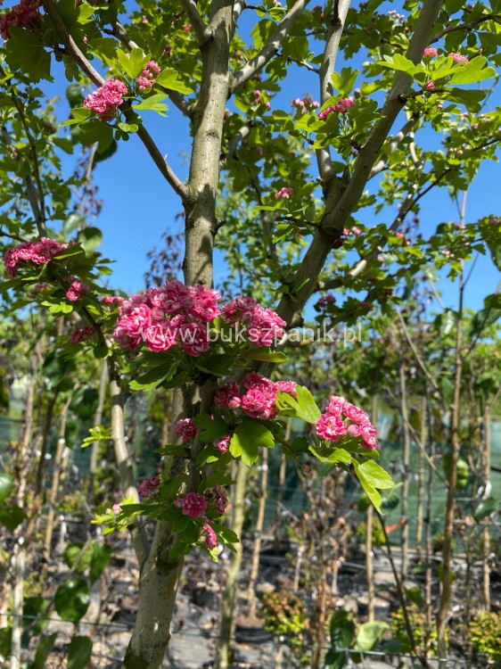 Głóg pośredni 'Paul's Scarlet'- Crataegus ×media
