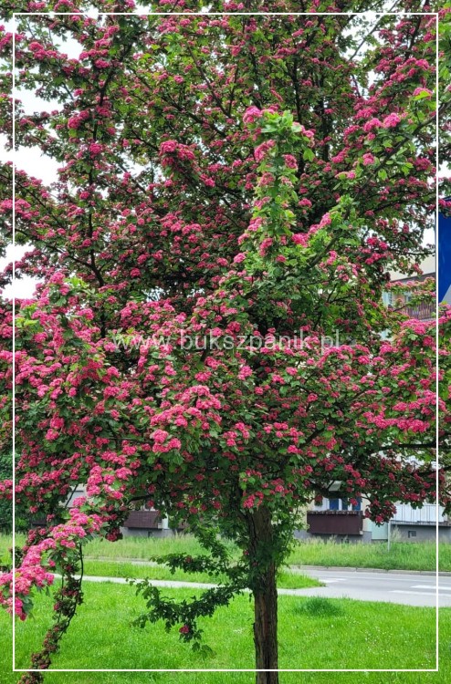 Głóg pośredni 'Paul's Scarlet'- Crataegus ×media