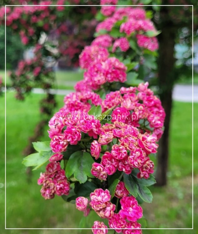 Głóg pośredni 'Paul's Scarlet'- Crataegus ×media