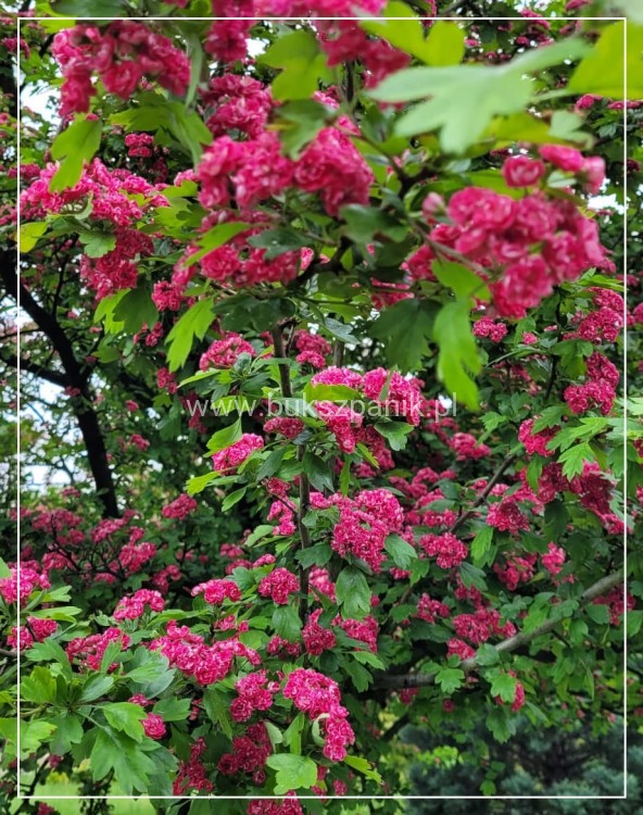 Głóg pośredni 'Paul's Scarlet'- Crataegus ×media