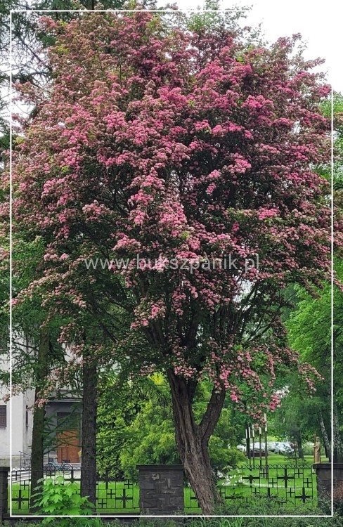Głóg pośredni 'Paul's Scarlet'- Crataegus ×media