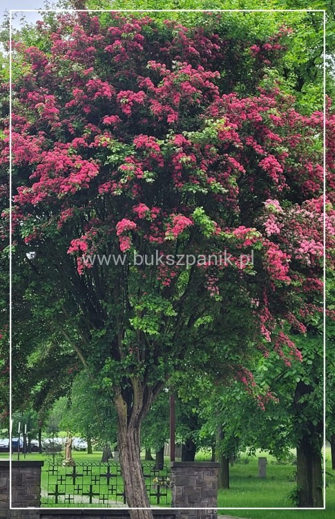 Głóg pośredni 'Paul's Scarlet'- Crataegus ×media