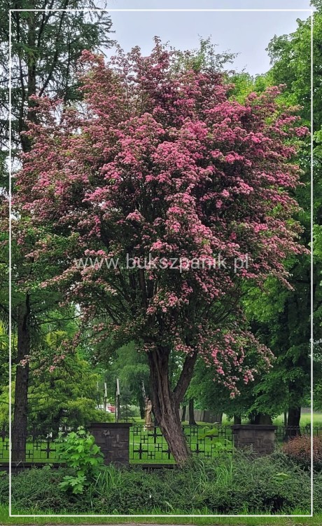 Głóg pośredni 'Paul's Scarlet'- Crataegus ×media
