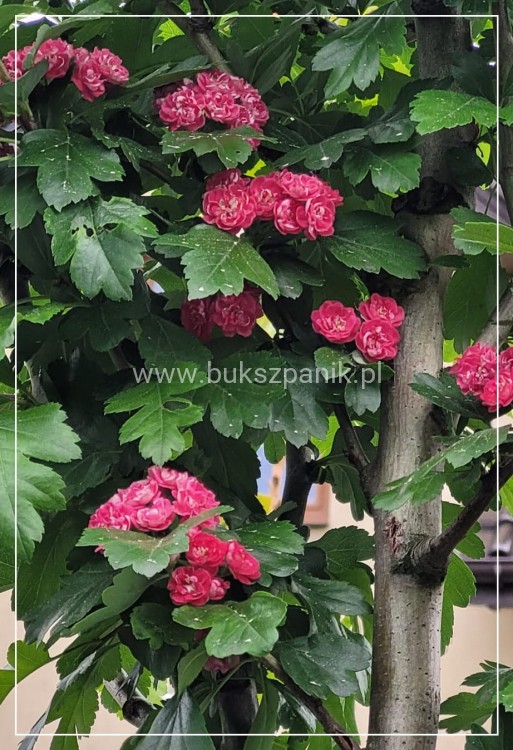 Głóg pośredni 'Paul's Scarlet'- Crataegus ×media