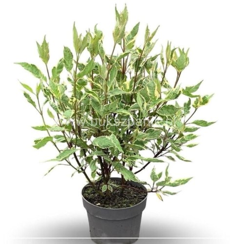 Dereń biały MIRACLE - cornus alba C5l, 80-100cm
