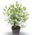 Dereń biały MIRACLE - cornus alba C5l, 80-100cm