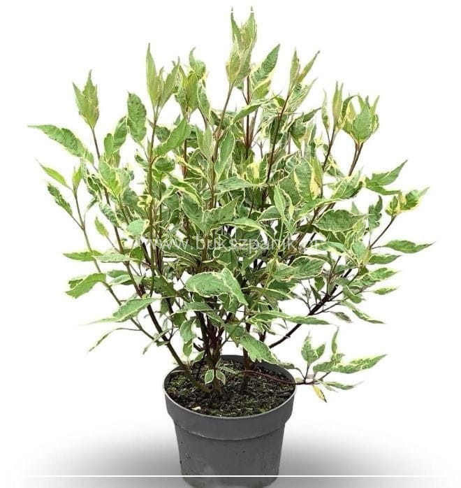 Dereń biały MIRACLE - cornus alba C5l, 80-100cm