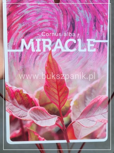Dereń biały MIRACLE - cornus alba C5l, 80-100cm