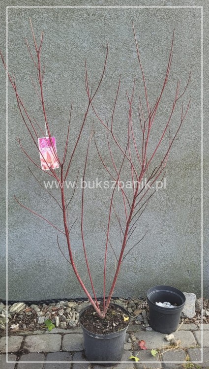 Dereń biały MIRACLE - cornus alba C5l, 80-100cm