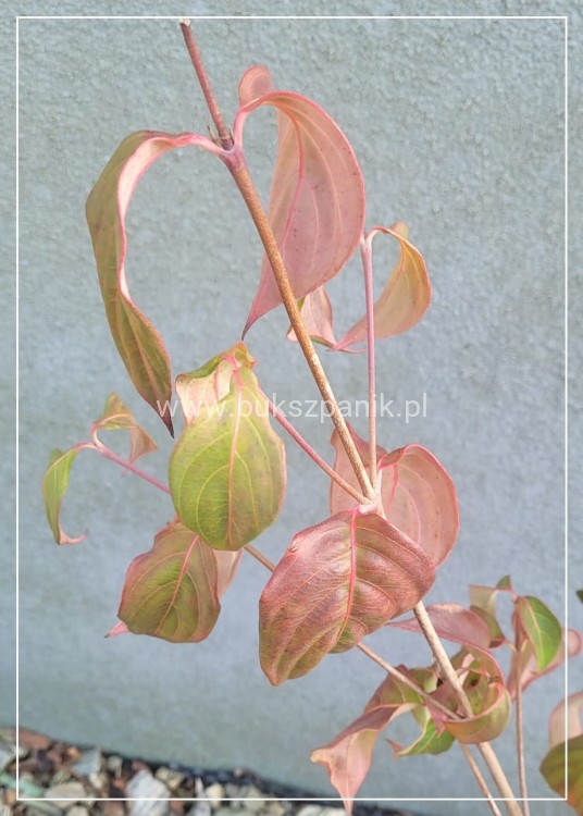 Dereń kousa CHINA GIRL - Cornus kousa C5l, wys. 40-60cm