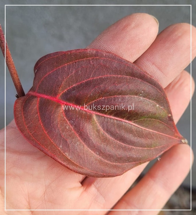 Dereń kousa CHINA GIRL - Cornus kousa C5l, wys. 40-60cm