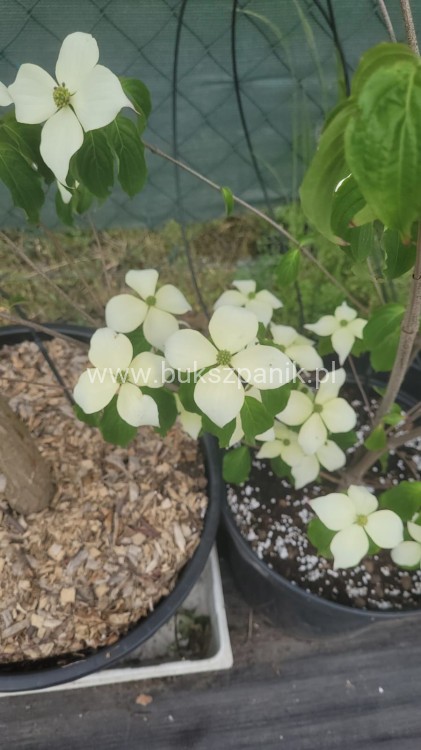 Dereń kousa MILKY WAY C5l, 40-60cm, Cornus kousa