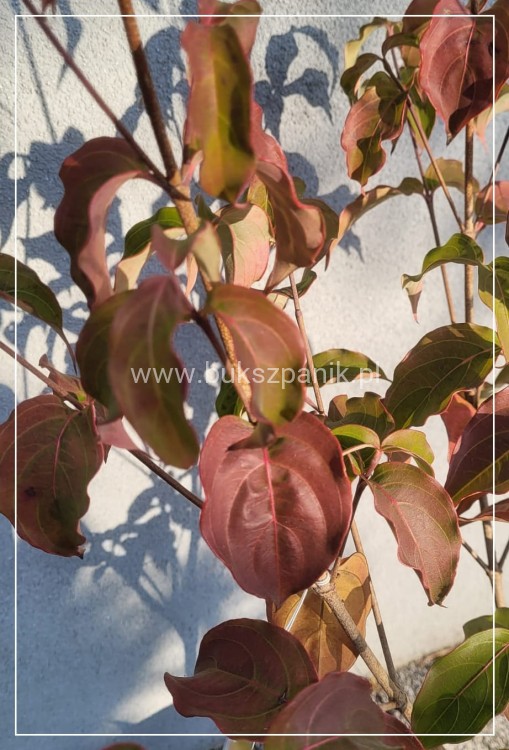 Dereń kousa MILKY WAY C5l, 40-60cm, Cornus kousa