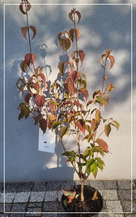 Dereń kousa MILKY WAY C5l, 40-60cm, Cornus kousa