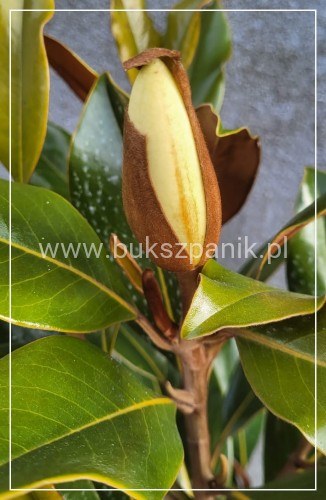 Magnolia Kay Parris