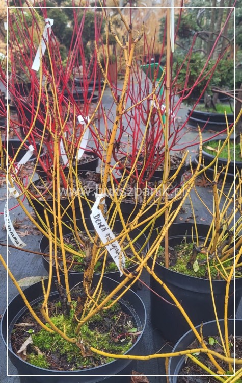 Dereń Rozłogowy Cornus sericea Flaviramea