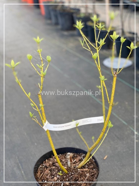 Dereń Rozłogowy Cornus sericea Flaviramea