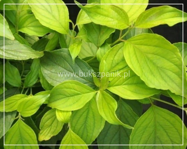 Dereń Rozłogowy Cornus sericea Flaviramea