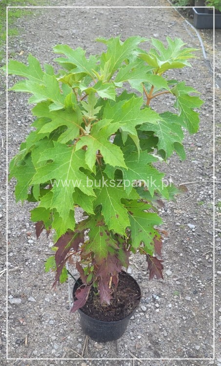 Hortensja dębolistna Ice Crystal - Hydrangea quercifolia