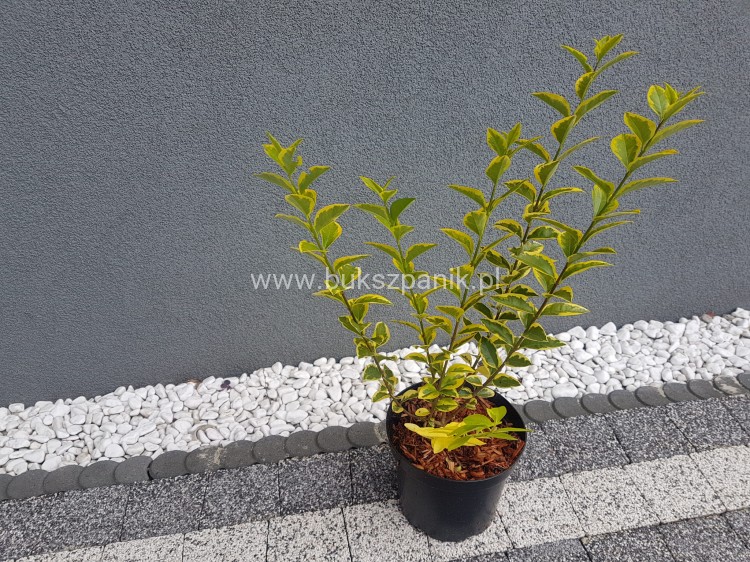 Ligustr jajolistny 'Aureum'- Ligustrum ovalifolium 'Aureum'