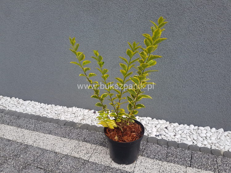 Ligustr jajolistny 'Aureum'- Ligustrum ovalifolium 'Aureum'