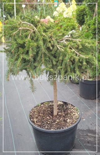 Świerk pospolity - Picea abies " Formanek" na pniu PA 60cm