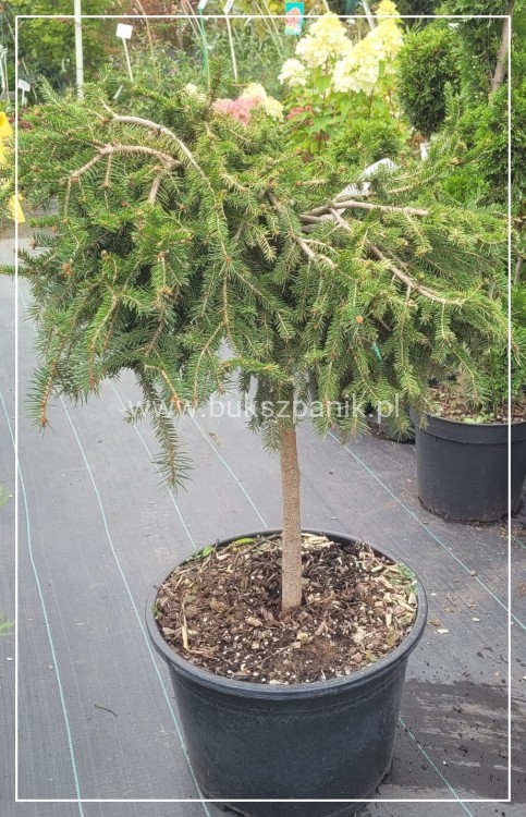 Świerk pospolity - Picea abies " Formanek" na pniu PA 60cm