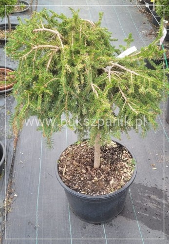 Świerk pospolity - Picea abies " Formanek" na pniu PA 60cm