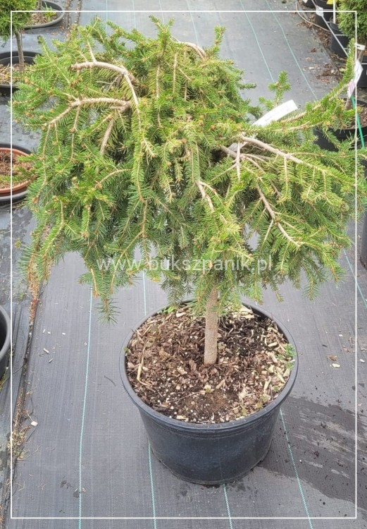 Świerk pospolity - Picea abies " Formanek" na pniu PA 60cm
