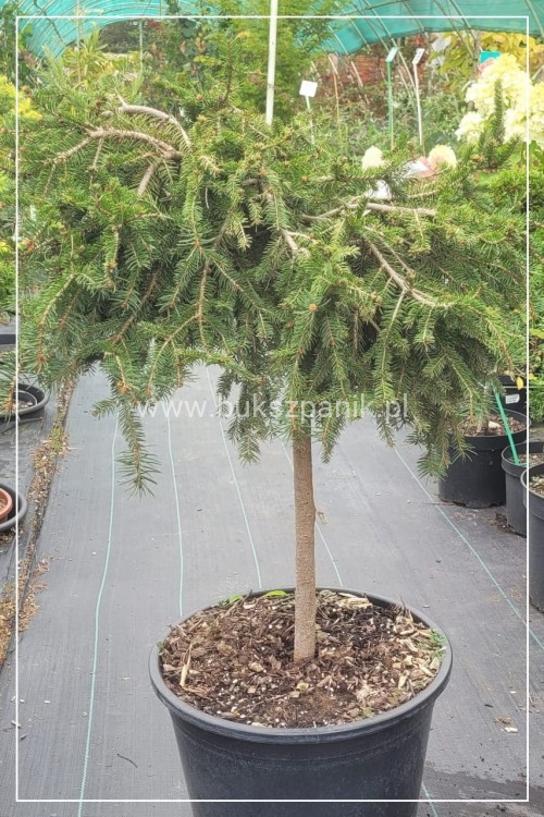 Świerk pospolity - Picea abies " Formanek" na pniu PA 60cm