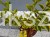 Ligustr jajolistny 'Aureum'- Ligustrum ovalifolium 'Aureum'
