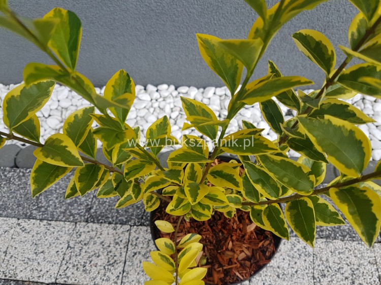 Ligustr jajolistny 'Aureum'- Ligustrum ovalifolium 'Aureum'