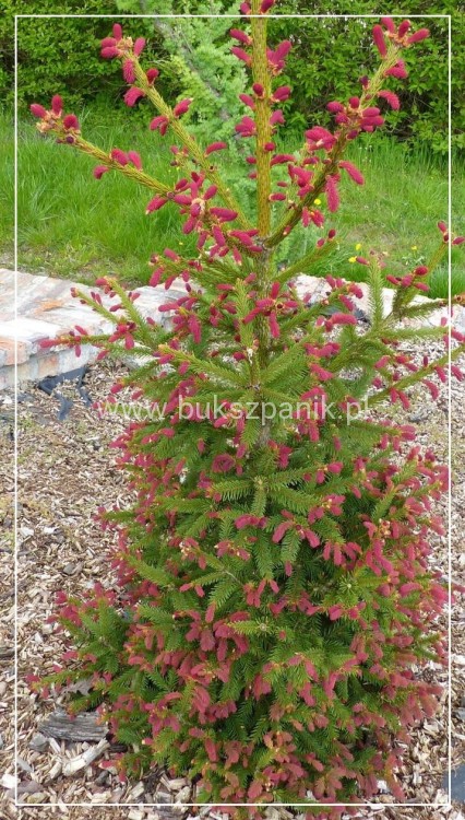 Świerk pospolity RYDAL - Picea abies wys. 60-70cm