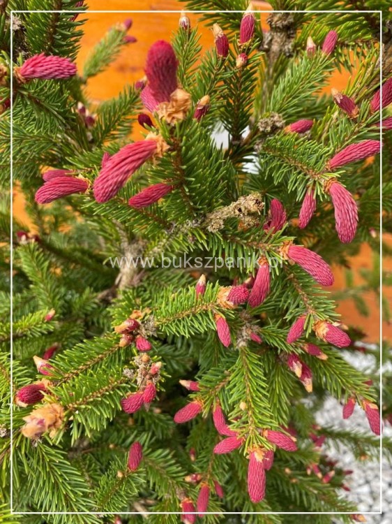 Świerk pospolity RYDAL - Picea abies wys. 60-70cm