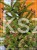 Świerk pospolity RYDAL - Picea abies wys. 60-70cm