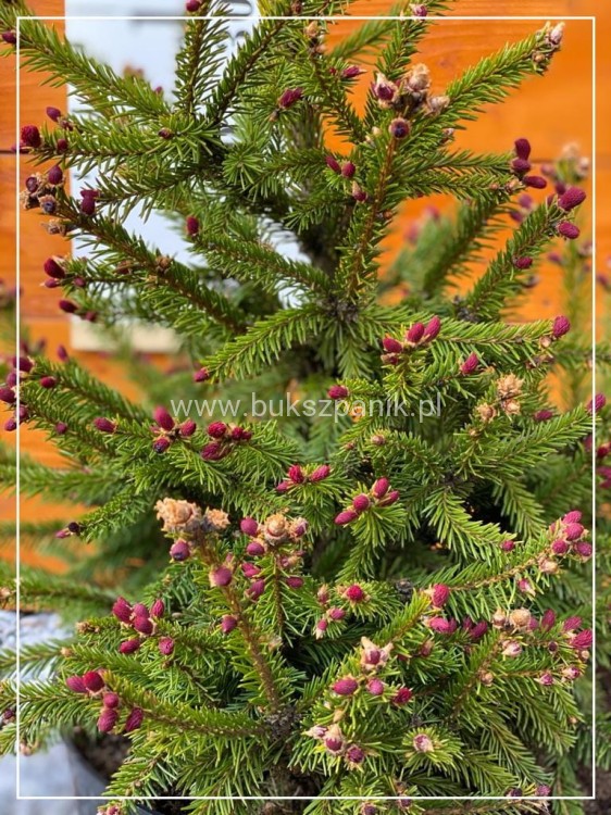 Świerk pospolity RYDAL - Picea abies wys. 60-70cm