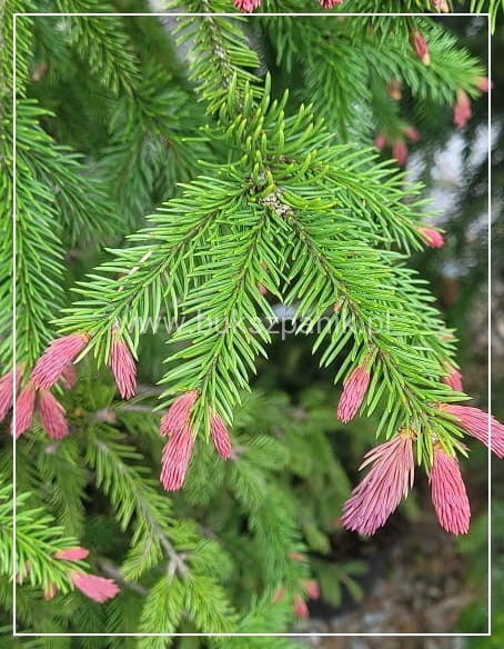 Świerk pospolity RYDAL - Picea abies wys. 60-70cm