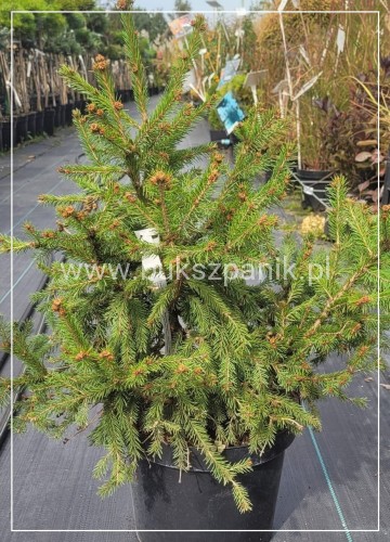 Świerk pospolity RYDAL - Picea abies wys. 60-70cm
