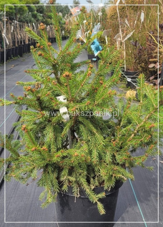 Świerk pospolity RYDAL - Picea abies wys. 60-70cm