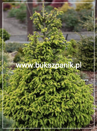 Świerk pospolity ACROCONA GOLDEN - Picea abies C10l