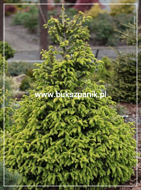 Świerk pospolity ACROCONA GOLDEN - Picea abies C10l