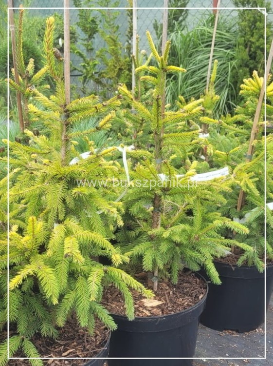 Świerk pospolity ACROCONA GOLDEN - Picea abies C5l, 60cm