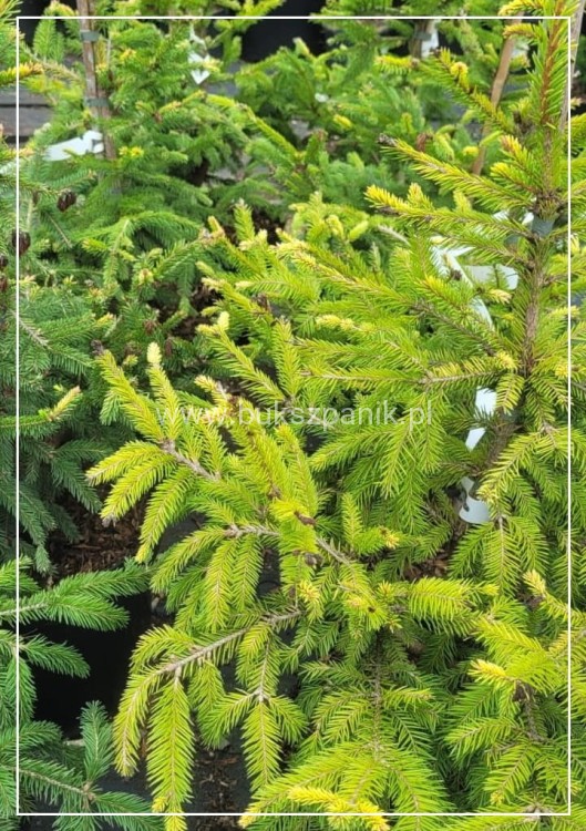 Świerk pospolity ACROCONA GOLDEN - Picea abies