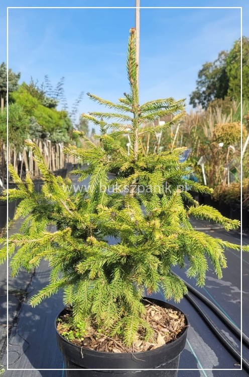 Świerk pospolity ACROCONA GOLDEN - Picea abies C10l