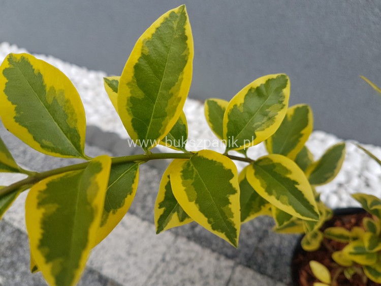 Ligustr jajolistny 'Aureum'- Ligustrum ovalifolium 'Aureum'