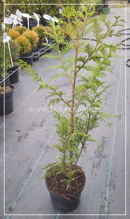 Żywotnik zachodni - Thuja occidentalis - żywopłot