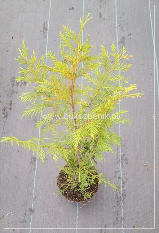 Żywotnik zachodni - Thuja occidentalis - żywopłot