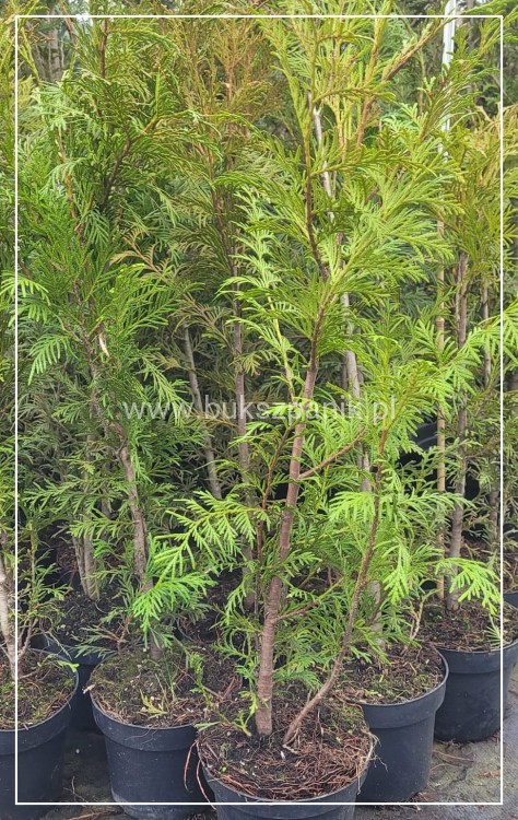 Żywotnik zachodni - Thuja occidentalis - żywopłot