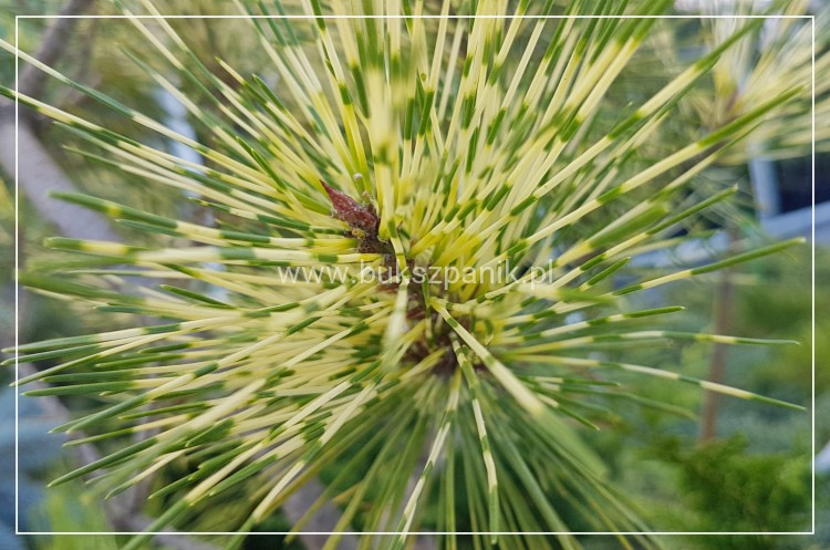 Sosna gęstokwiatowa Oculus Draconis-Pinus densiflora na pniu 90cm